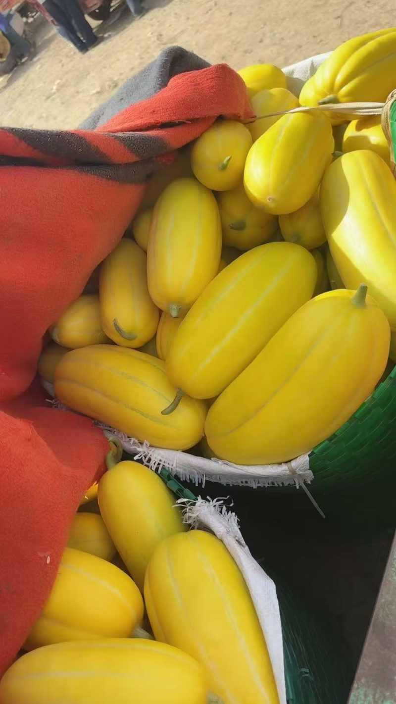 广西甜瓜精品黄金甜瓜大量上市，口感甜品质优