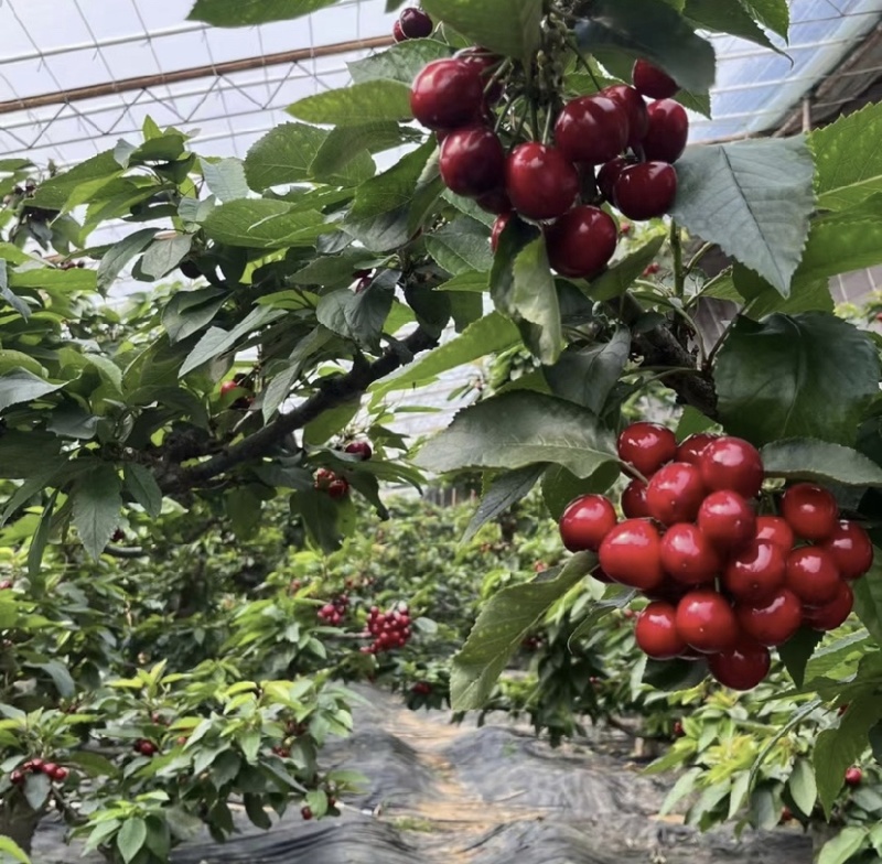 美早樱桃产地直发可批发可零售按需包装保质量