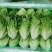 精品意大利生菜生菜对接各大市场商超电商加工厂火锅店