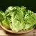 精品意大利生菜生菜对接各大市场商超电商加工厂火锅店