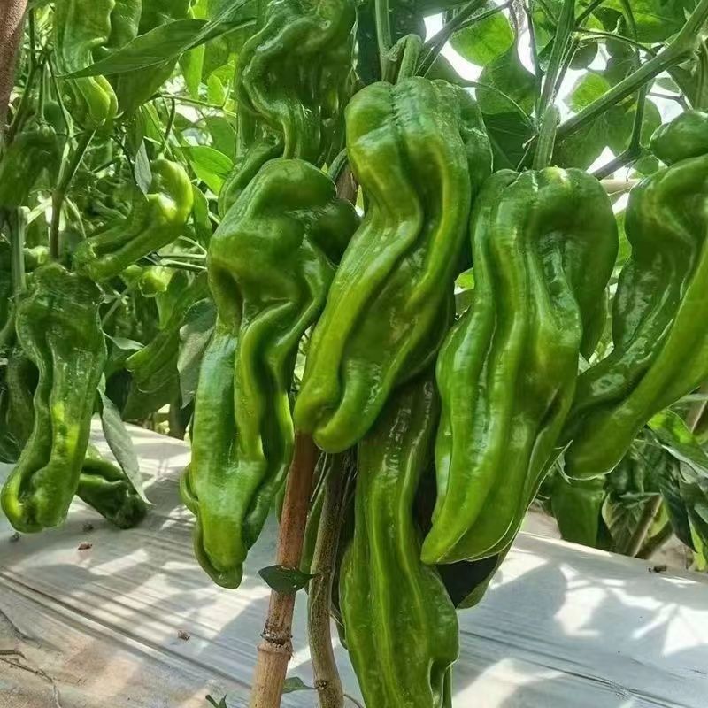 精品薄皮椒芜湖椒青椒大量供应各种规格欢迎来电