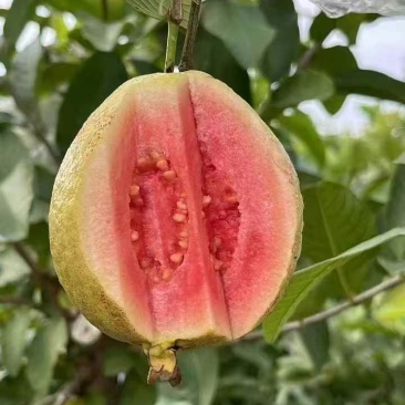 红心芭乐番石榴白心芭乐支持电商代发大小量批发三两起步