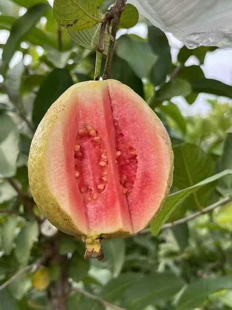 红心芭乐番石榴白心芭乐支持电商代发大小量批发三两起步