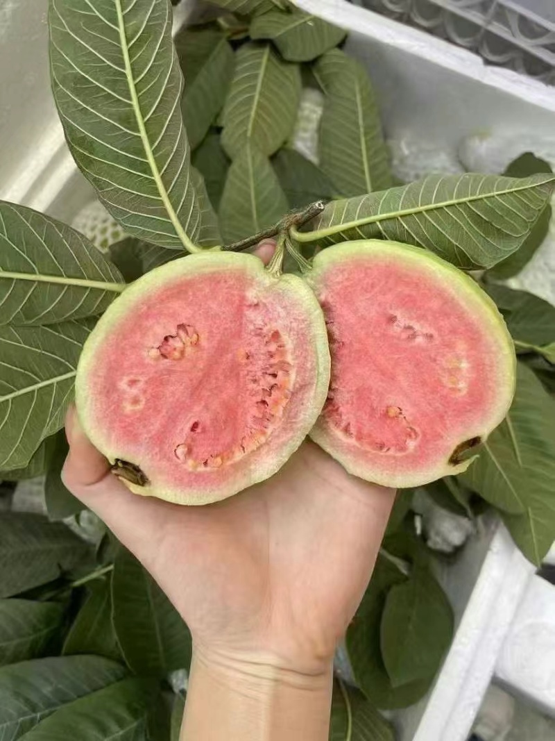 红心芭乐番石榴白心芭乐支持电商代发大小量批发三两起步