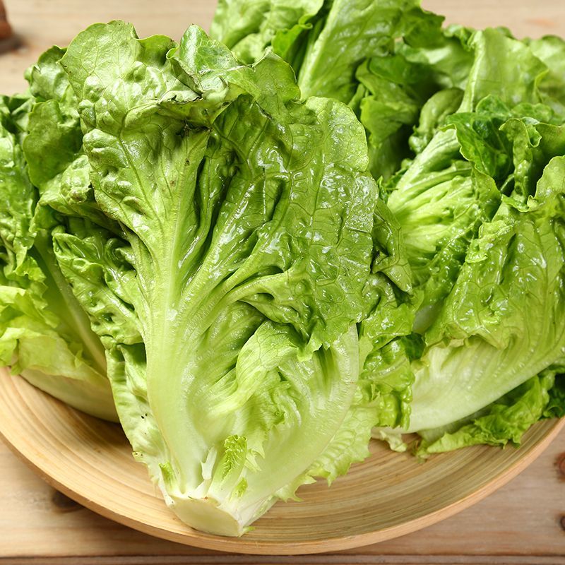 大量生菜供应意大利生菜对接各大市场商超电商火锅店餐饮