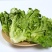 大量生菜供应意大利生菜对接各大市场商超电商火锅店餐饮