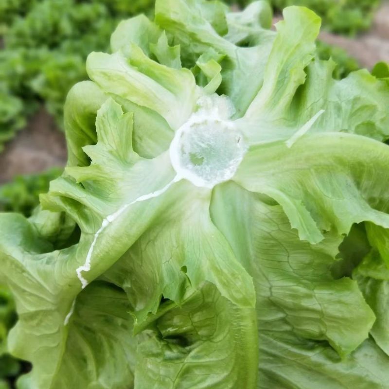 大量生菜供应意大利生菜对接各大市场商超电商火锅店餐饮