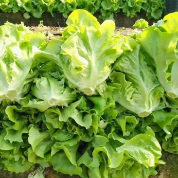 大量生菜供应意大利生菜对接各大市场商超电商火锅店餐饮