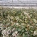 忍痛转让蓝莓基地果园地因家庭原因无奈忍痛转让