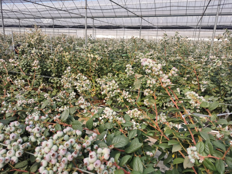 忍痛转让蓝莓基地果园地因家庭原因无奈忍痛转让