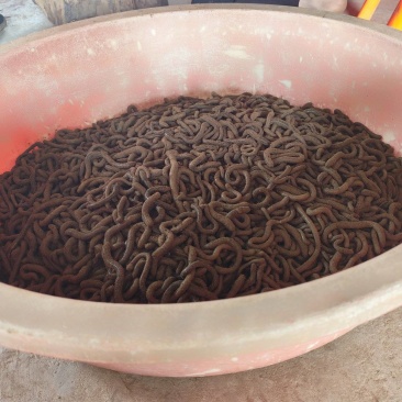 湖北青蚯蚓鲜活黑蚯蚓特大臭蚯蚓产地一手货源保质保量