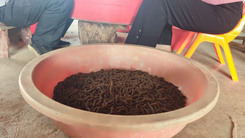 湖北青蚯蚓鲜活黑蚯蚓特大臭蚯蚓产地一手货源保质保量
