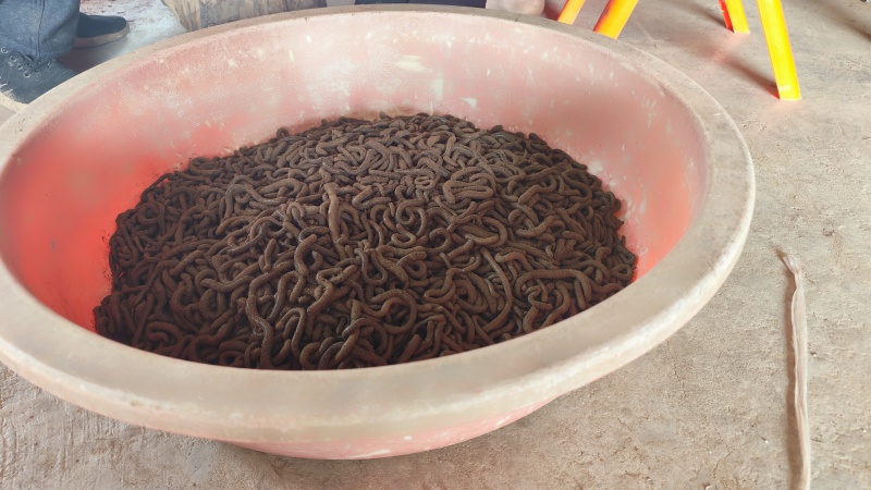 湖北青蚯蚓鲜活黑蚯蚓特大臭蚯蚓产地一手货源保质保量