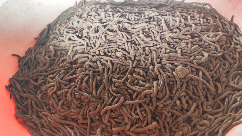 湖北青蚯蚓鲜活黑蚯蚓特大臭蚯蚓产地一手货源保质保量