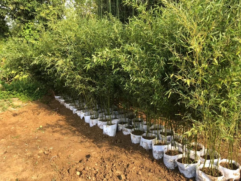 竹子苗，基地直供，量大批发，适合庭院、花箱、绿化用。