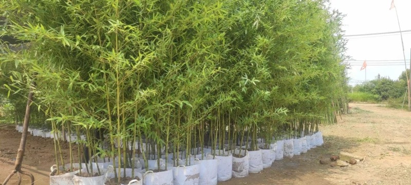 竹子苗，基地直供，量大批发，适合庭院、花箱、绿化用。