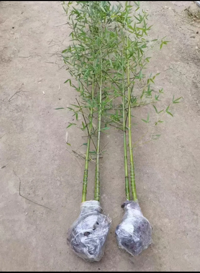 竹子苗，基地直供，量大批发，适合庭院、花箱、绿化用。