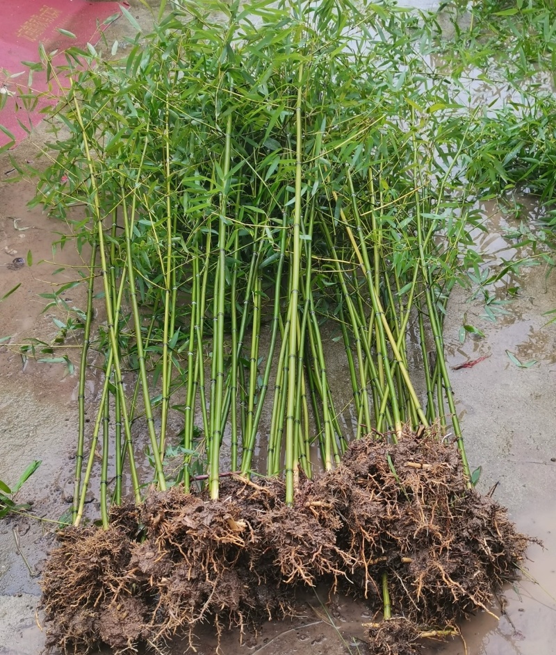 竹子苗，基地直供，量大批发，适合庭院、花箱、绿化用。