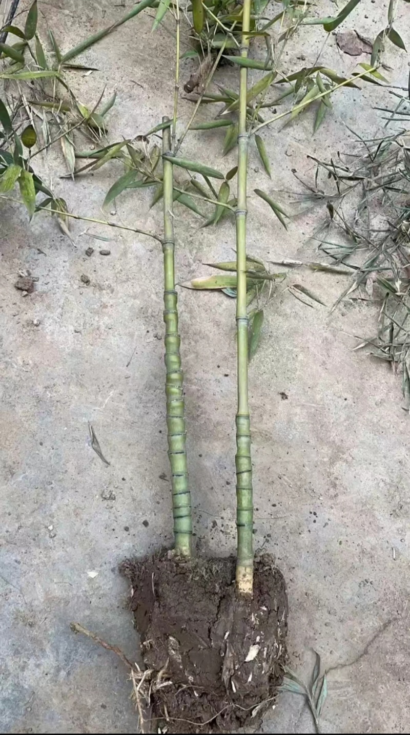 竹子苗，基地直供，量大批发，适合庭院、花箱、绿化用。