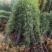 竹子苗，基地直供，量大批发，适合庭院、花箱、绿化用。