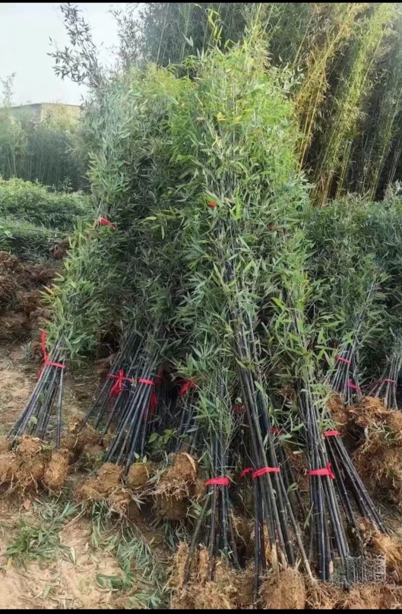 竹子苗，基地直供，量大批发，适合庭院、花箱、绿化用。