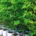 竹子苗，基地直供，量大批发，适合庭院、花箱、绿化用。