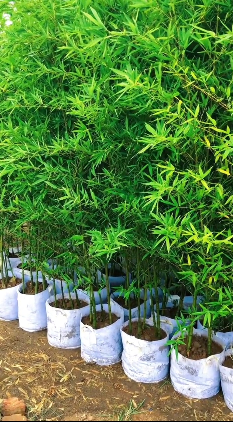 竹子苗，基地直供，量大批发，适合庭院、花箱、绿化用。