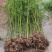 竹子苗，基地直供，量大批发，适合庭院、花箱、绿化用。