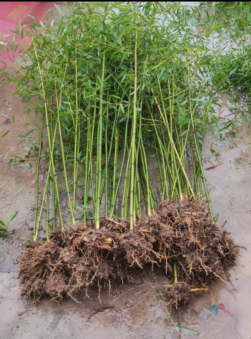 竹子苗，基地直供，量大批发，适合庭院、花箱、绿化用。