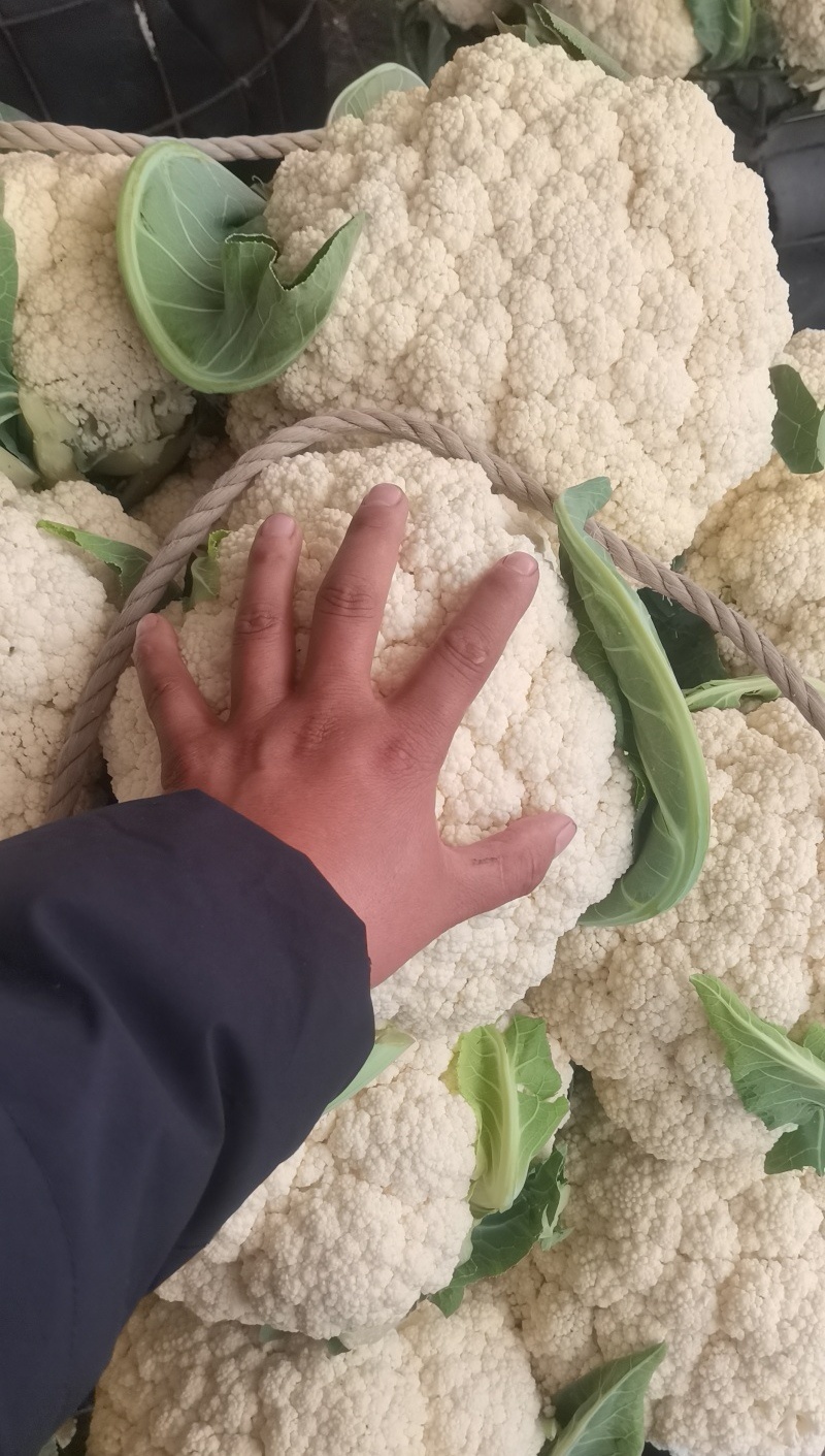《松花菜》河北昌黎精品菜花/青梗白面松花菜/现货供应中