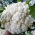 《松花菜》河北昌黎精品菜花/青梗白面松花菜/现货供应中