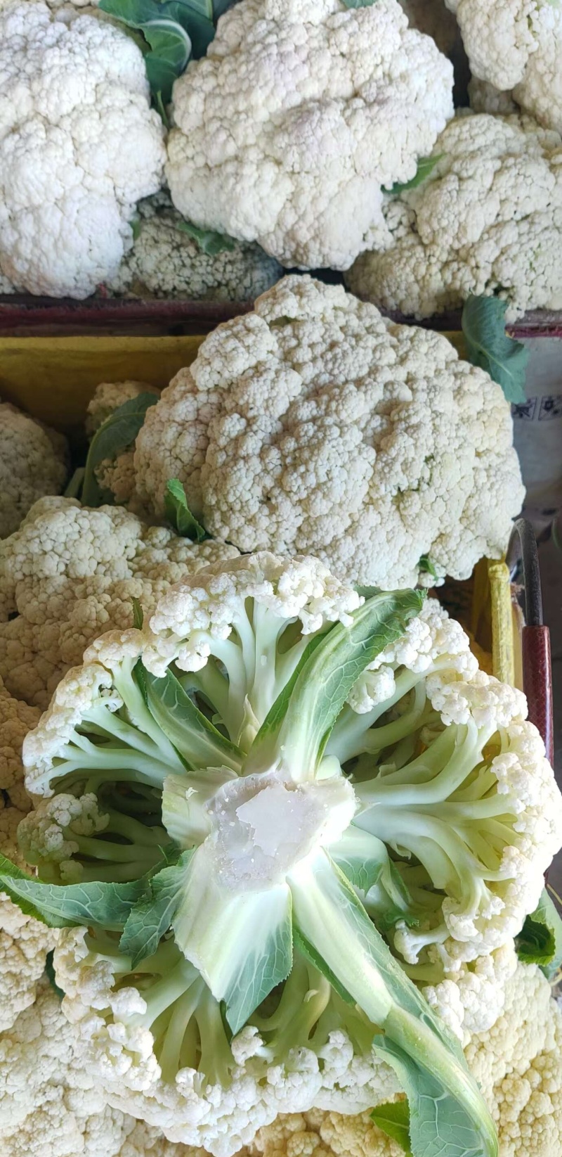 《松花菜》河北昌黎精品菜花/青梗白面松花菜/现货供应中