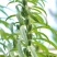 高油黑芝麻种子高产黑芝麻种籽薄皮抗病耐渍春夏季芝麻农用当