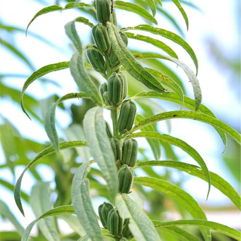 高油黑芝麻种子高产黑芝麻种籽薄皮抗病耐渍春夏季芝麻农用当