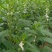 高油黑芝麻种子高产黑芝麻种籽薄皮抗病耐渍春夏季芝麻农用当