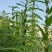 高油黑芝麻种子高产黑芝麻种籽薄皮抗病耐渍春夏季芝麻农用当