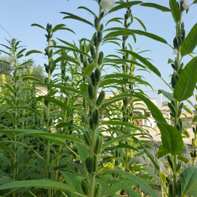 高油黑芝麻种子高产黑芝麻种籽薄皮抗病耐渍春夏季芝麻农用当