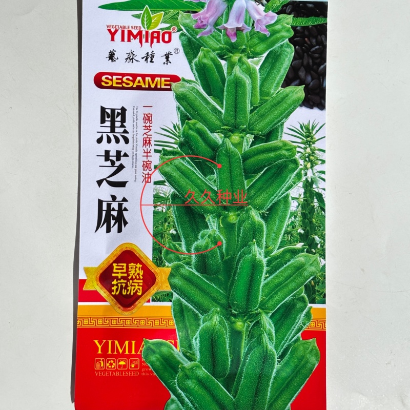 高油黑芝麻种子高产黑芝麻种籽薄皮抗病耐渍春夏季芝麻农用当