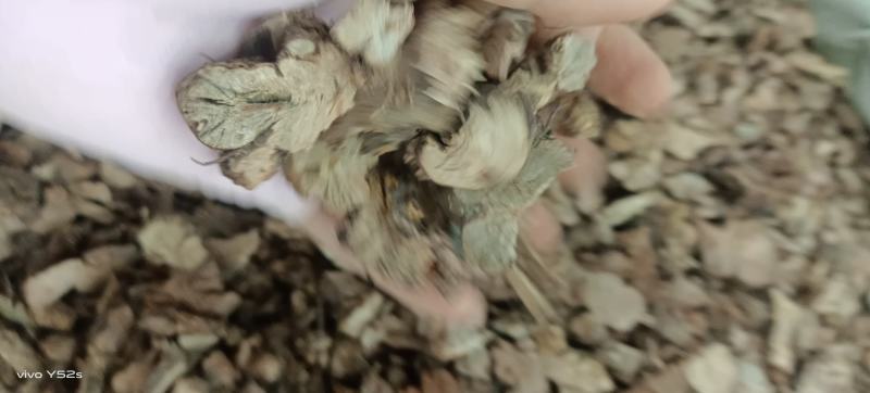 前胡货品均实物拍摄，做药材我们只做正品有需要欢迎资讯