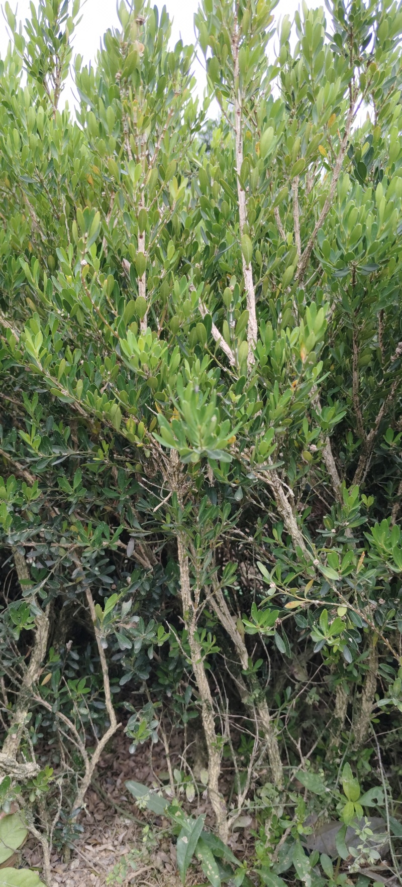 广东邹皮雀舌黄杨、基地直发、高度20-30福利价1.2元