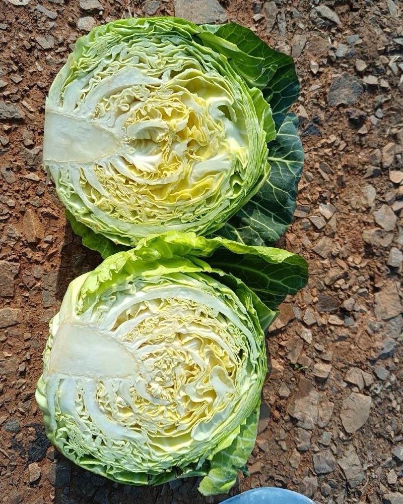 圆包菜甘蓝/产地批发质量保证/随到随装/全国发货欢迎来电