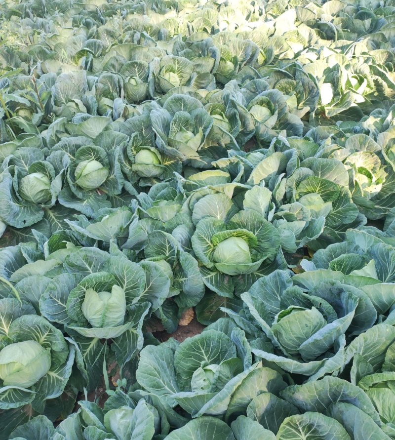 圆包菜甘蓝/产地批发质量保证/随到随装/全国发货欢迎来电