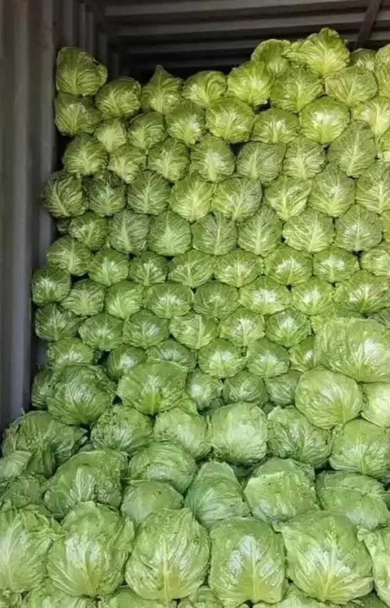 圆包菜甘蓝/产地批发质量保证/随到随装/全国发货欢迎来电