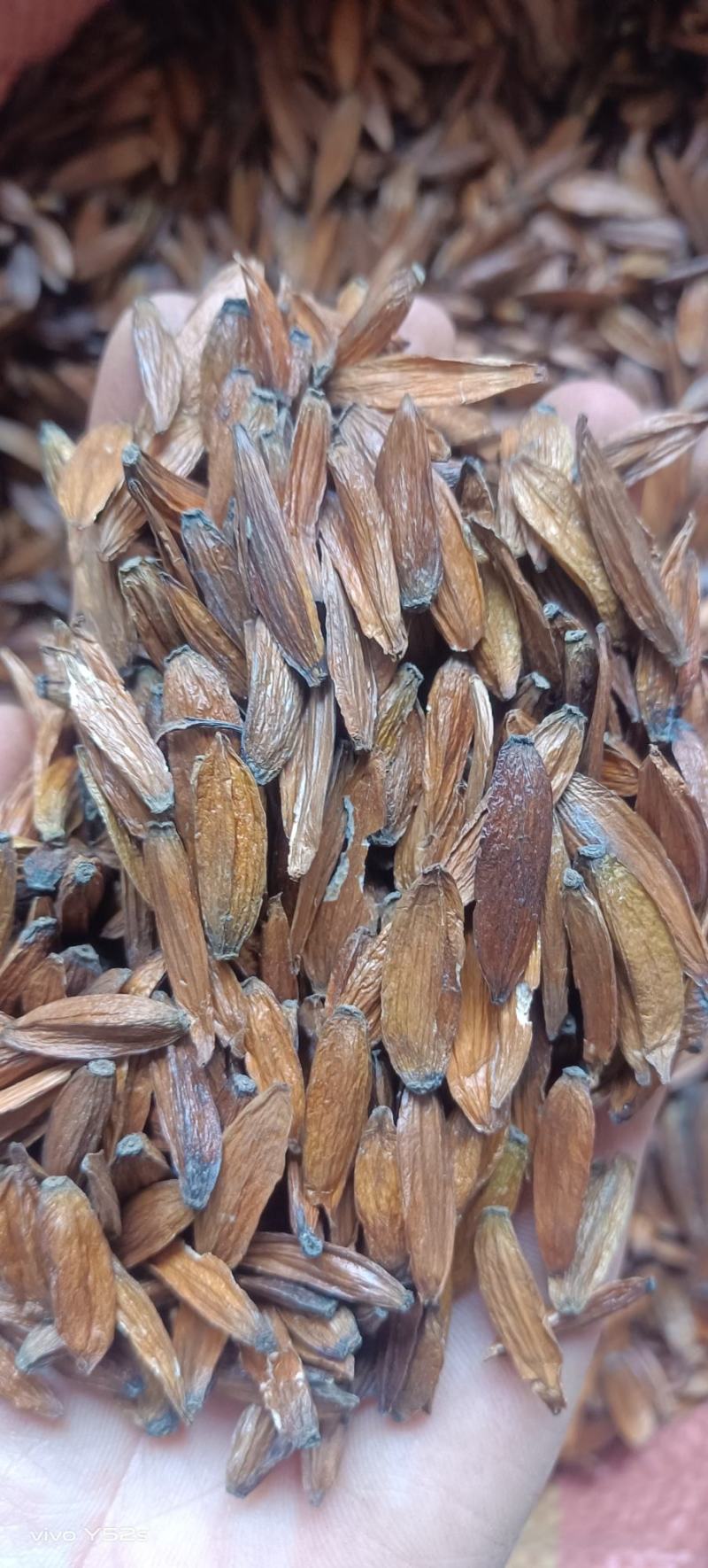 喜树果干丈树中药我们只做正品，支持线上交易