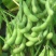 浙鲜豆2013毛豆种子早熟高产青皮黄豆种子大荚菜毛豆种籽