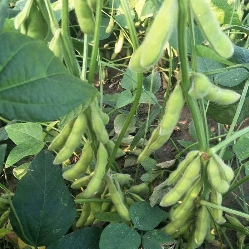 浙鲜豆2013毛豆种子早熟高产青皮黄豆种子大荚菜毛豆种籽