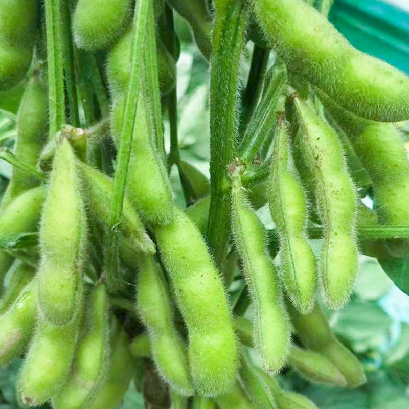 浙鲜豆2013毛豆种子早熟高产青皮黄豆种子大荚菜毛豆种籽