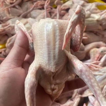 新鲜宰杀乳鸽