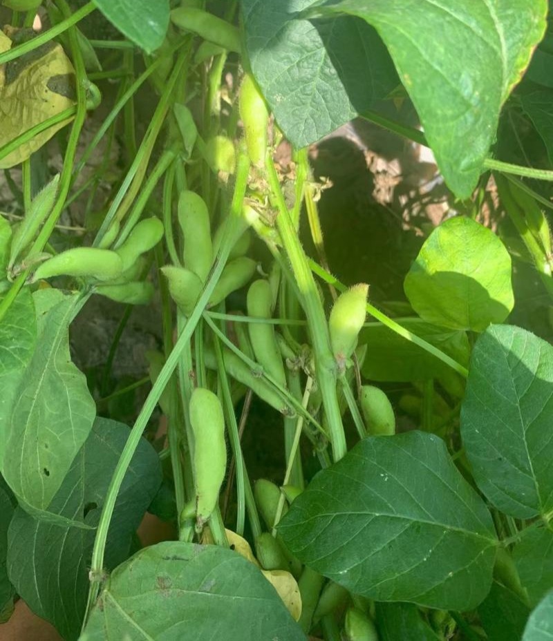 淮鲜豆11毛豆种子早熟高产青皮黄豆种子大荚菜毛豆种籽