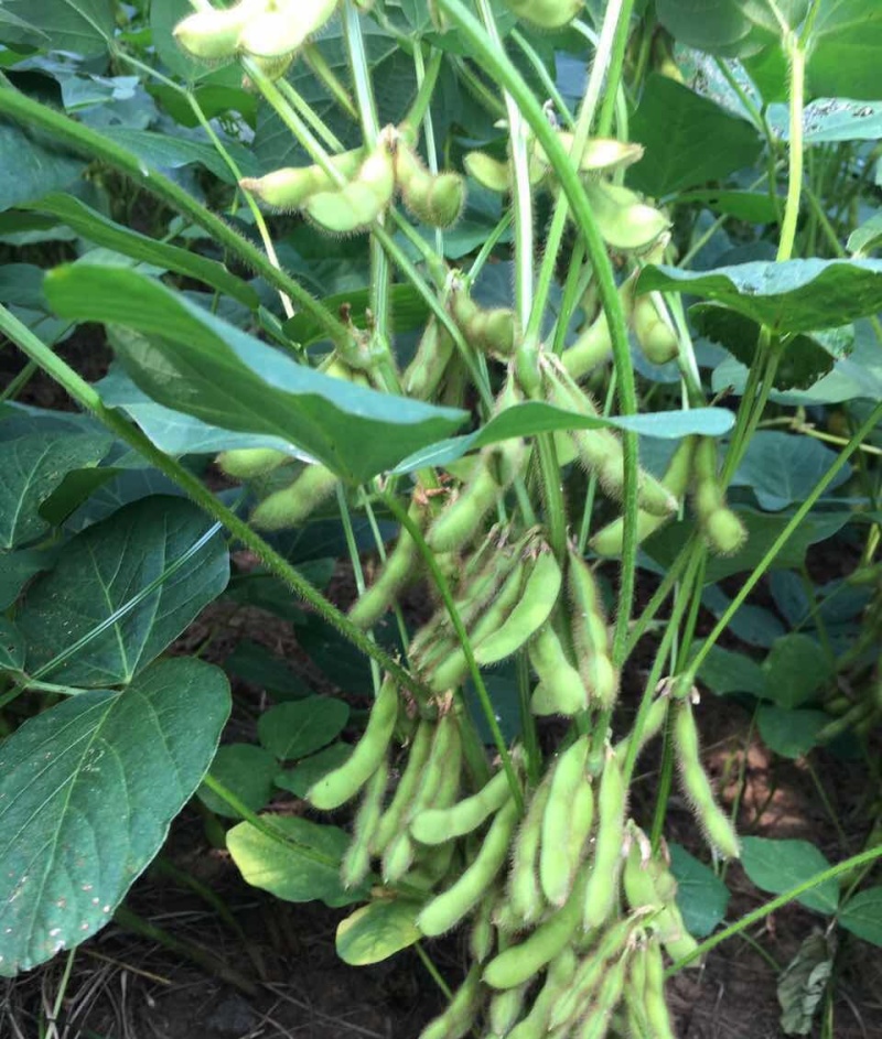 淮鲜豆11毛豆种子早熟高产青皮黄豆种子大荚菜毛豆种籽